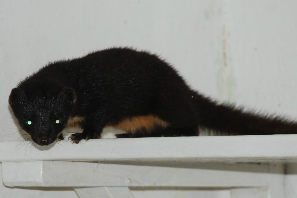Imagen de la comadreja colombiana (“Mustela felipei”). / Juan Manuel de Roux – Colombia.inaturalist.org
