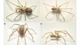 Esta especie de araña vive en Colombia y fue nombrada en honor a Pink Floyd
