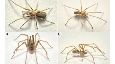 Esta especie de araña vive en Colombia y fue nombrada en honor a Pink Floyd