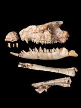 Un fósil resolvió un debate de más de 40 años sobre la evolución de los mamíferos