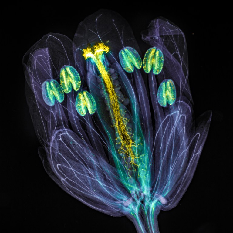 Galería: descubra las maravillas microscópicas premiadas como imágenes del año