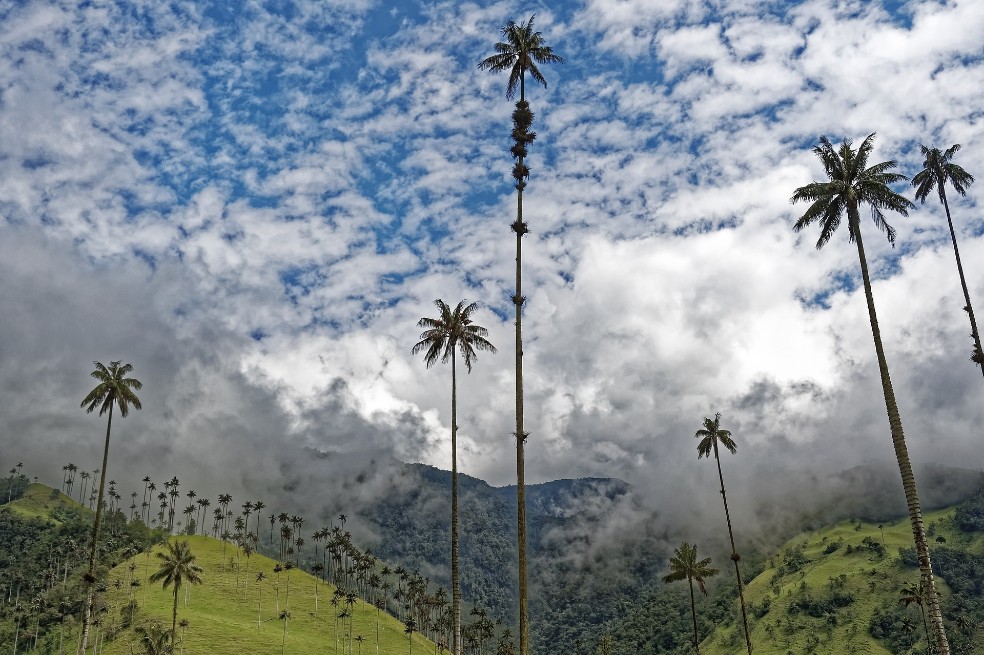 En esta edición, la convocatoria tendrá tres becas para tesis de grado sobre flora y fauna silvestre asociada a agroecosistemas de la floricultura.