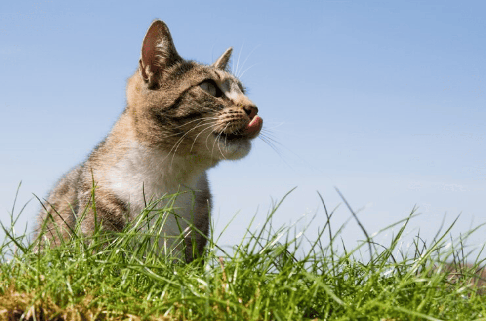 ¿Es malo que mi gato coma pasto?