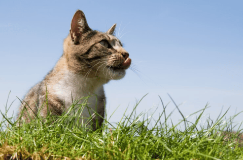 ¿Es bueno que los gatos coman pasto?