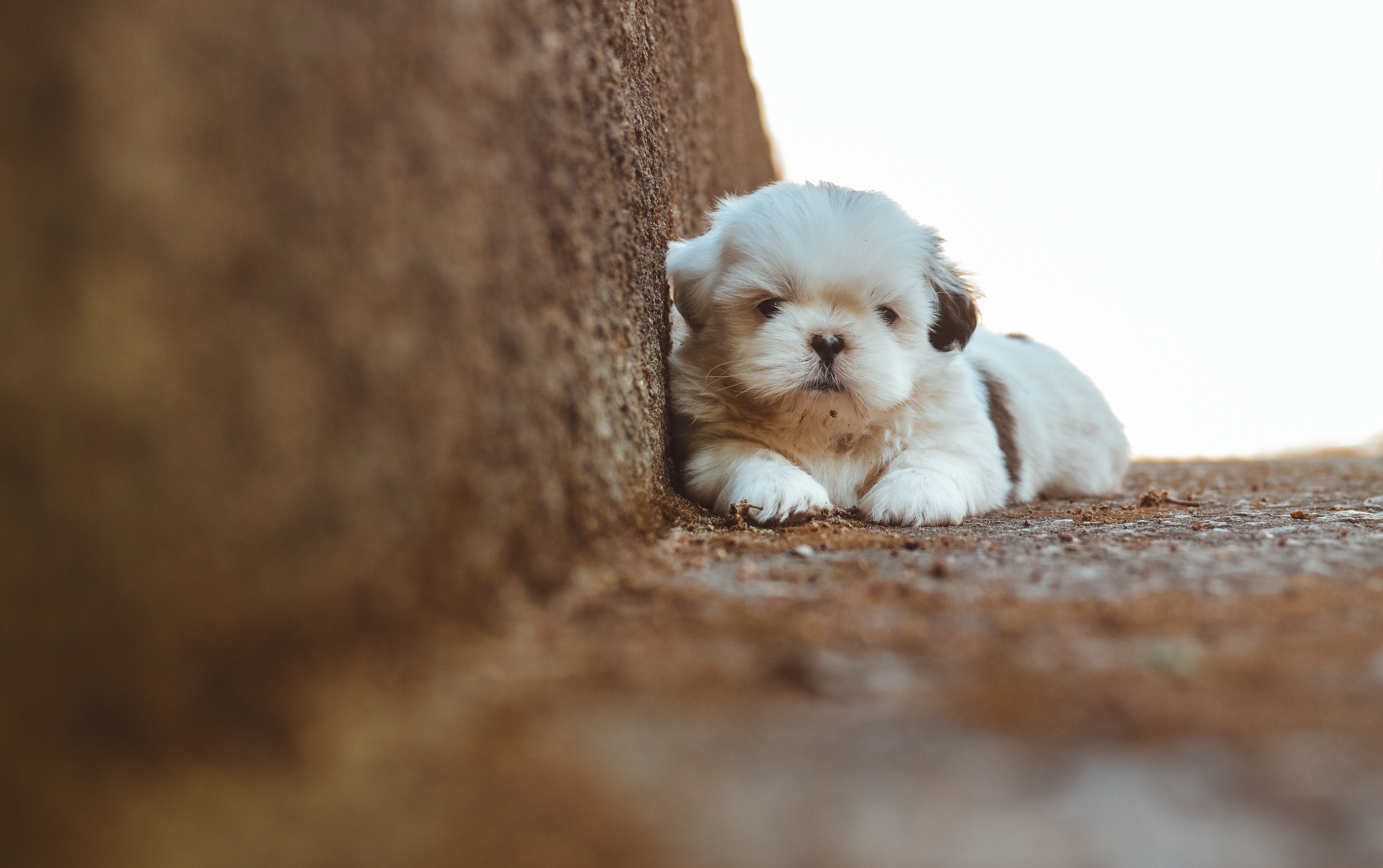 ¿Qué les gusta hacer a los Shih Tzu?