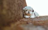 Shih Tzu: curiosidades, características y datos que no conocía de estos perros