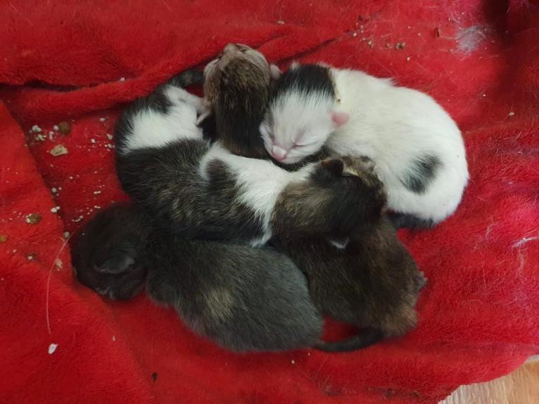 Rescatan a 16 gatos de una casa en Bogotá: así puede ayudarlos