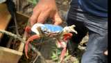 Volvieron a su hogar: 59 animales rescatados van al pacífico vallecaucano