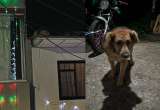 Perrito se subió a un techo asustado por el ruido de la pólvora en Caldas (video)
