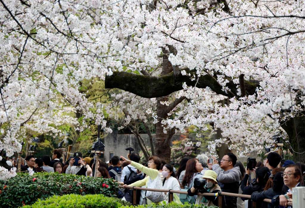 TOKYO (Japan), 30/03/2026.- People take pictures of cherry blossoms in full bloom at Chidorigafuchi Moat in Tokyo, Japan, 30 March 2026. Cherry blossoms in central Tokyo have reached full bloom slightly earlier than usual this year. (Japón, Tokio) EFE/EPA/FRANCK ROBICHON
