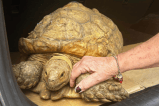 Tortuga se reencuentra con su propietario tres años después de extraviarse