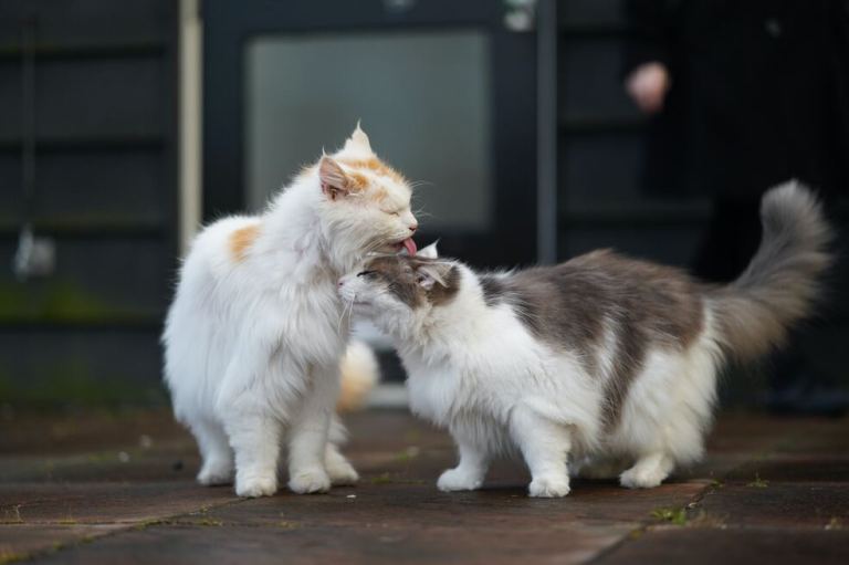 ¿Los gatos se sienten solos sin otro gato en el hogar?