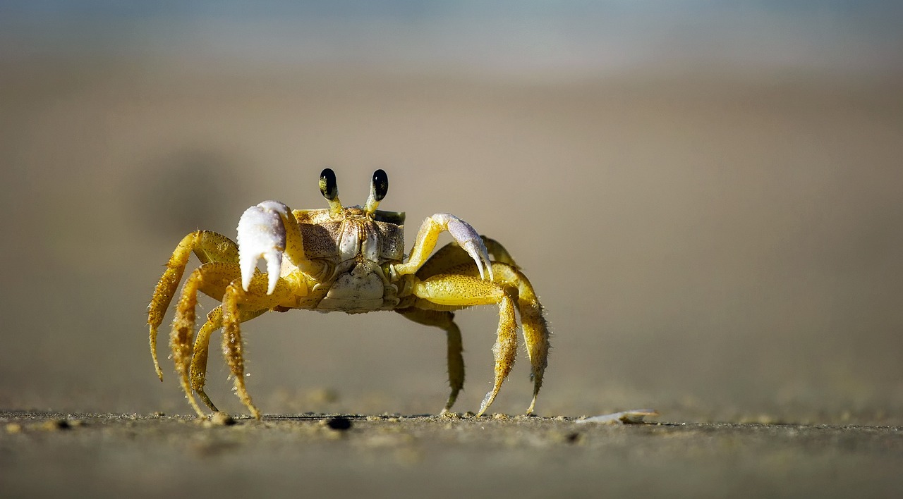 La presencia del crustáceo en la pista -del tipo Ucides cordatus- se debe a que el aeropuerto está en cercanías de un manglar y ésta es época reproductiva de los cangrejos./Imagen de referencia