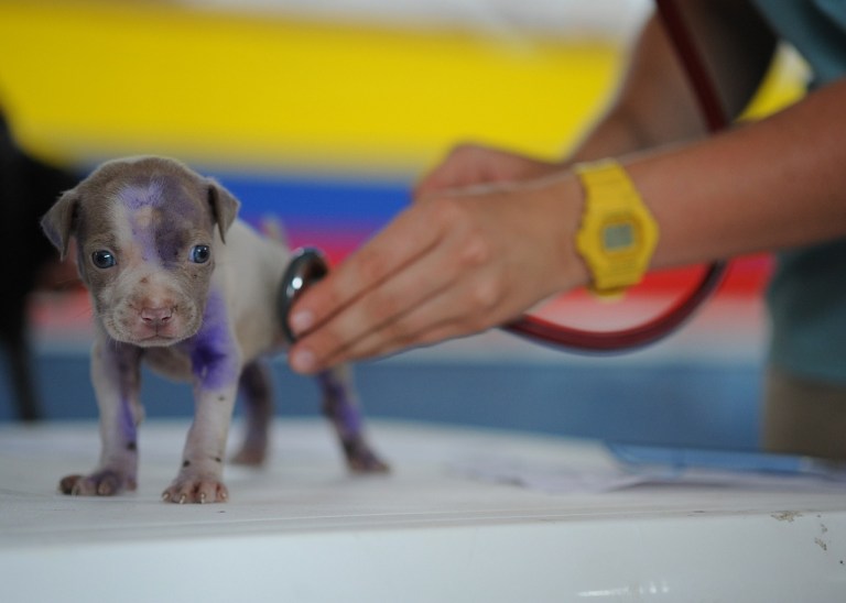 Habrá jornada de veterinaria gratis en Bogotá: fecha, hora y requisitos