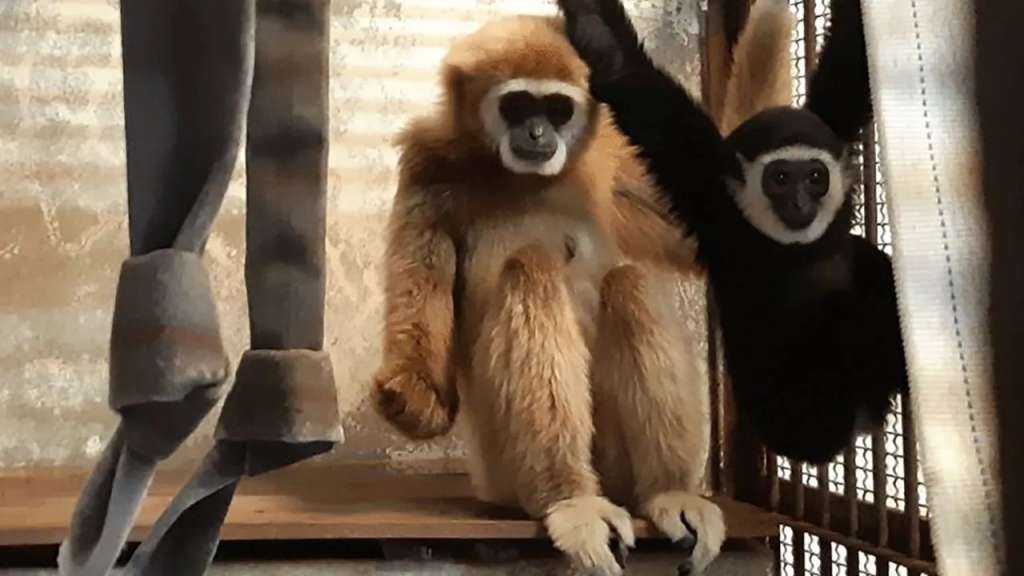 Luego de una prueba de ADN de su cría, el zoológico ha descubierto quién es el padre, e incluso tiene una teoría sobre cómo se aparearon los gibones.