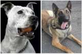 Una y Max, los perritos de Bogotá que ayudan en la tragedia de México