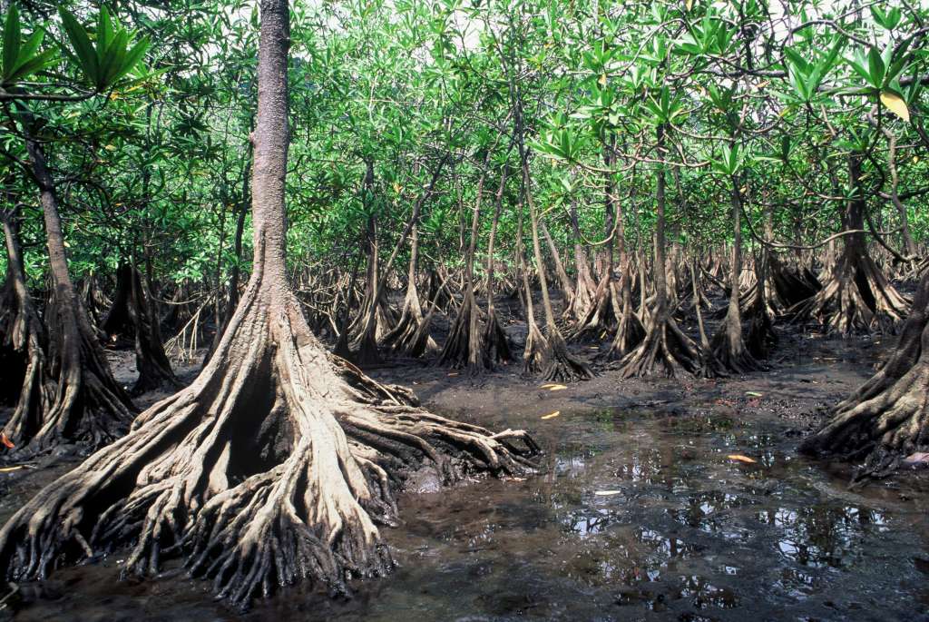 Parque Nacional Natural Utría, en Chocó, en la costa norte del Pacífico colombiano. © Diego M. Garcés - WWF Colombia