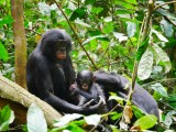¿Por qué algunas madres chimpancés llevan consigo a sus crías muertas durante meses?