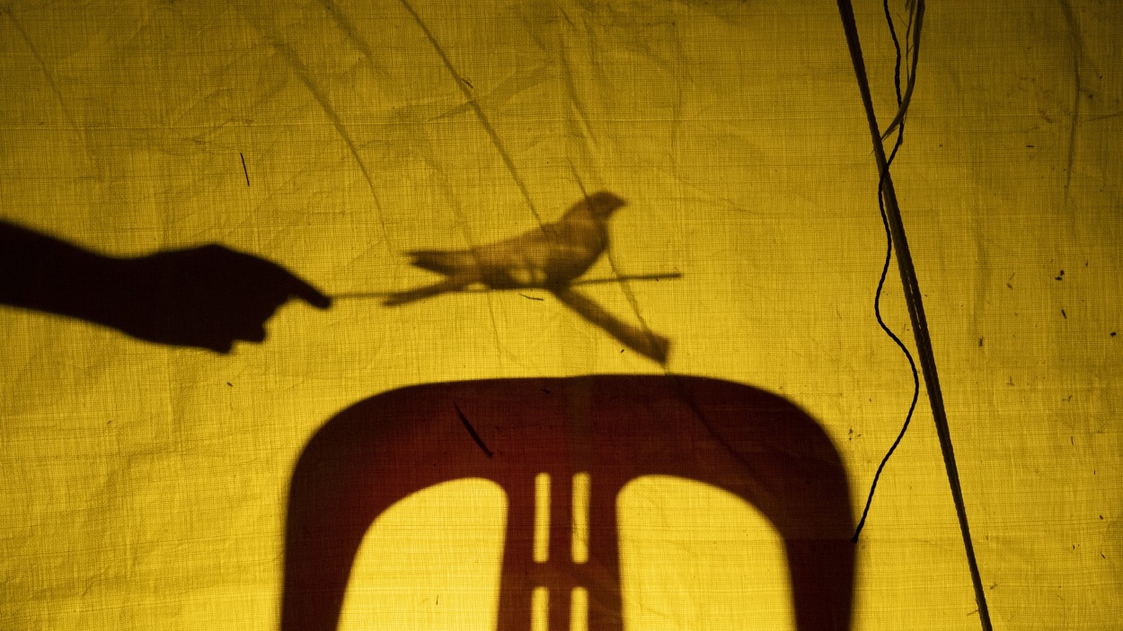 El cortometraje "{if your bait can sing the wild one will come} Like Shadows Through Leaves" crea una exploración visual y sonora que genera una experiencia perceptiva en la cual se unen inquietudes relacionadas con la ecología, la vida y el cine.