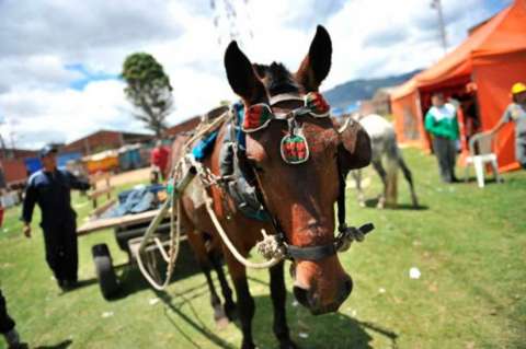 Piden al Distrito claridad para sacar de circulación vehículos de tracción animal