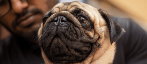 Trucos y consejos para evitar el mal olor de su perro