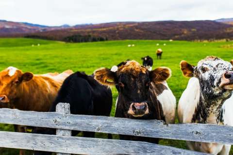 La "terapia de la vaca", nueva iniciativa para presos en la India