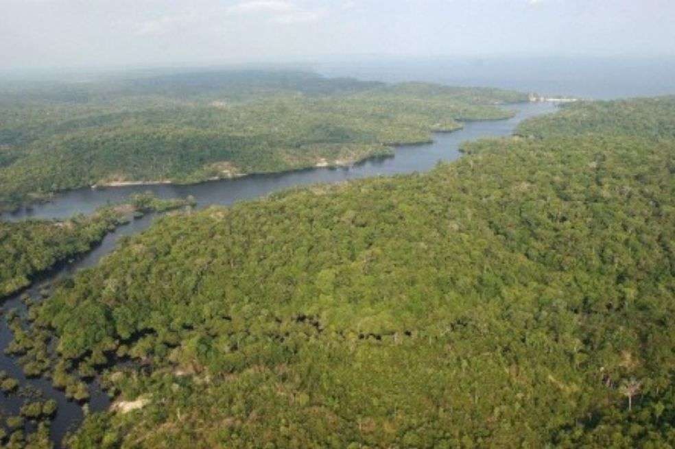 La deforestación se redujo sustancialmente en Sudamérica en el periodo 2010-2020 en comparación con la década anterior.