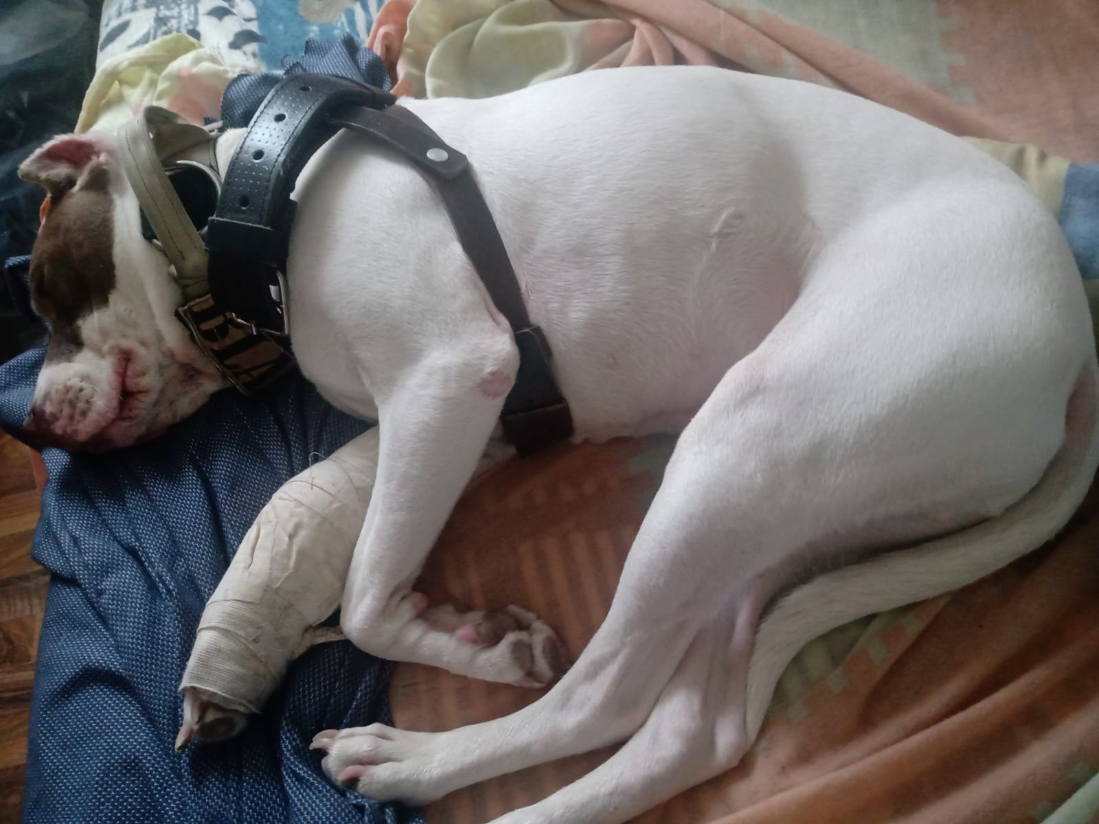 La dueña de este pitbull no tiene como pagar la cirugía de reconstrucción de la patica de su mejor amigo.