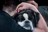 ¿Cómo saber si un perro se siente amado?