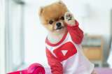 Las mascotas también son “influenciadoras”