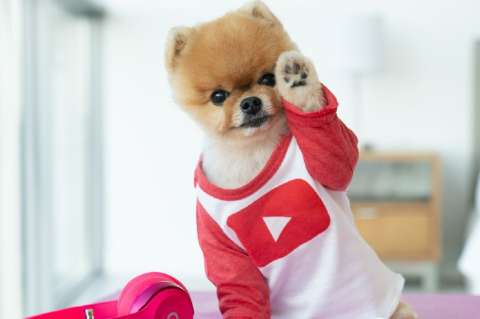 Las mascotas también son “influenciadoras”