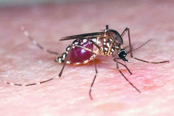 Epidemia de zika, aún presente en América Latina
