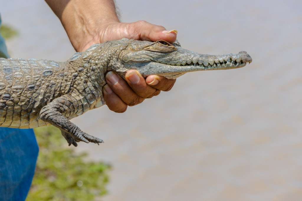 Los caimanes ya contaban con la talla necesaria para ser liberados.