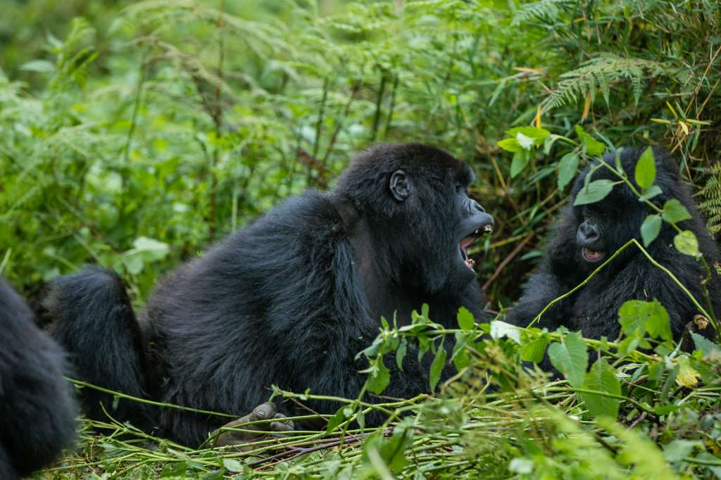 Los gorilas son los primates vivos más grandes del mundo.