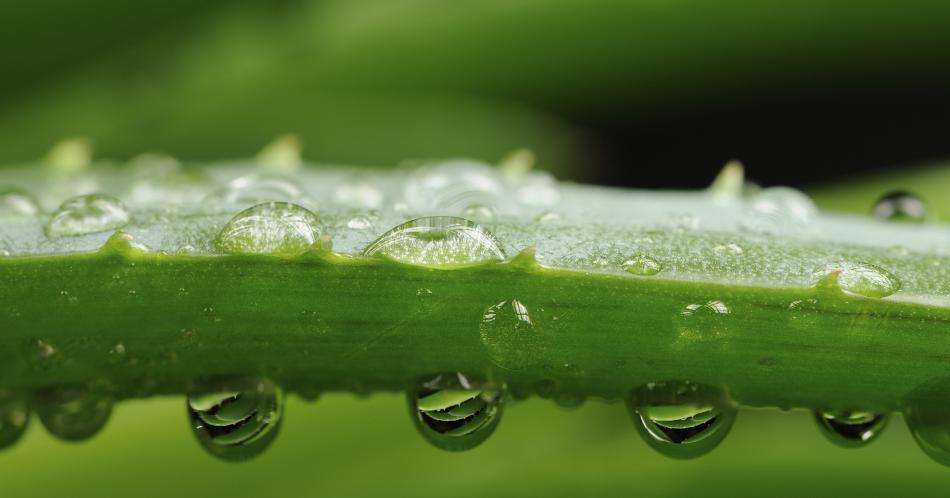 Conoce los beneficios del Aloe vera
