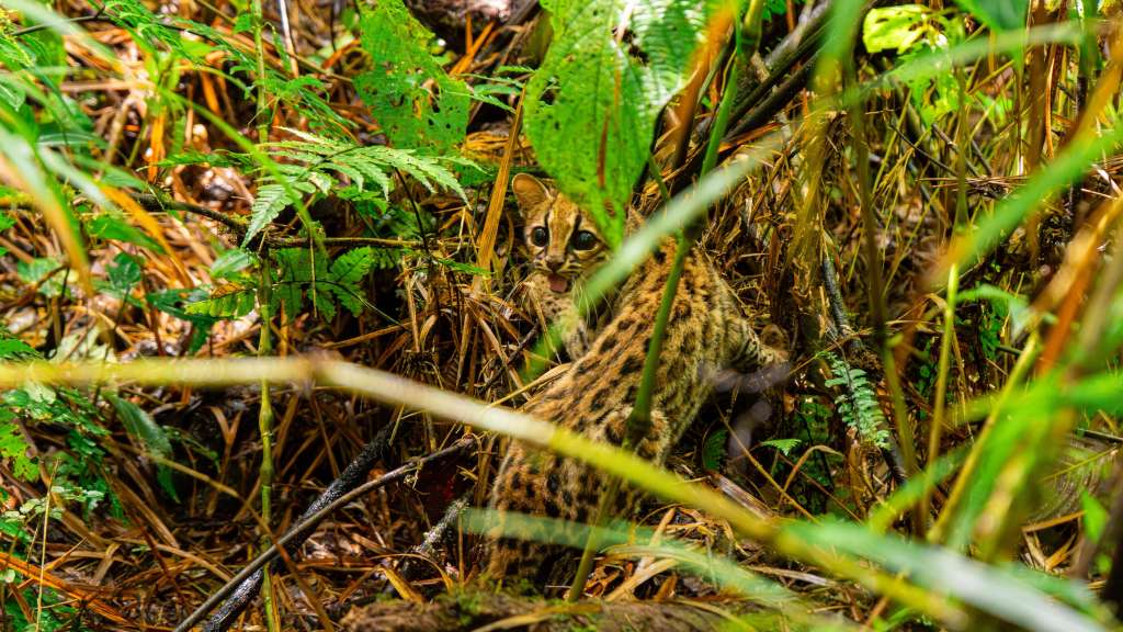 En 2024 las CAR atendieron más de 39 mil animales en sus centros de atención y valoración