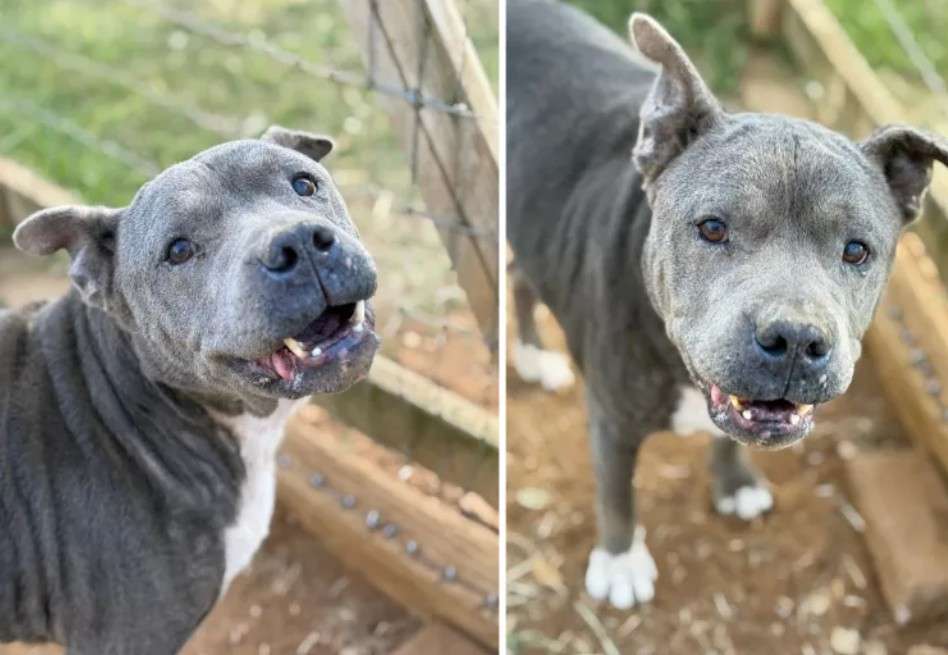 A pesar de su difícil pasado, Gravey se ha adaptado bien a su nuevo entorno y se lleva bien con otros perros y gatos.