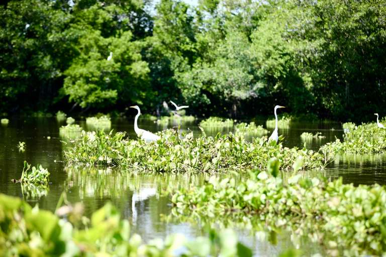Un viaje a los pueblos palafito del Magdalena: un paraíso flotante