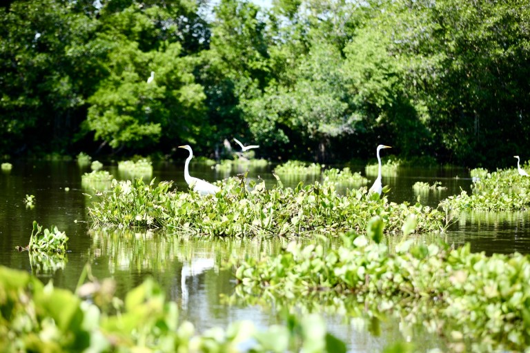 Un viaje a los pueblos palafito del Magdalena: un paraíso flotante