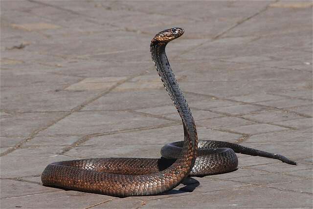Consejos para viajeros: ¿cómo controlar una mordedura de serpiente?