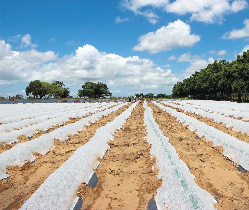Cultivo de melones en Maicao, La Guajira. / Cortesía