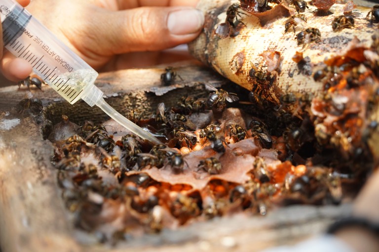 Día Mundial de las Abejas: uno de los polinizadores claves, pero más amenazados