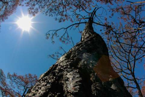Sequías prolongadas y altas temperaturas preocupan en el norte de Europa