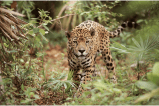 Claves para entender la COP15, la conferencia más importante sobre biodiversidad