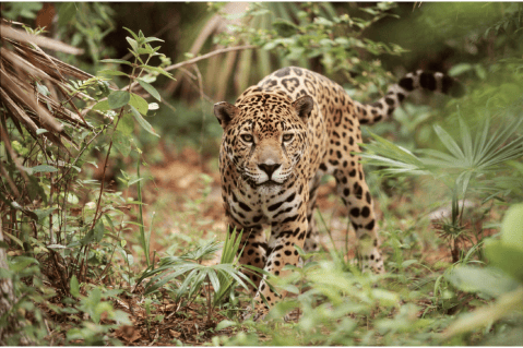 Todo lo que debe saber del evento de biodiversidad del que Colombia será anfitrión