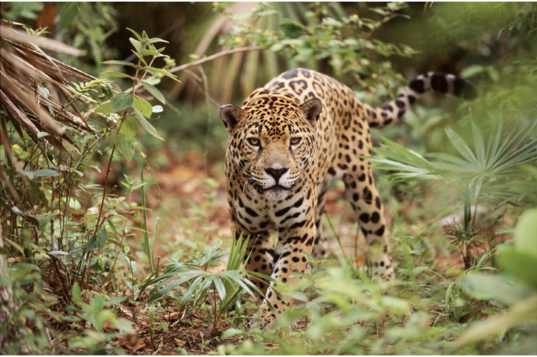 Todo lo que debe saber del evento de biodiversidad del que Colombia será anfitrión
