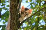 ¿Quieres adoptar un gato? 5 consejos que debes tener en cuenta