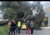 Movilidad en Bogotá: árbol  caído sobre un taxi restringe el paso en la Av. Esperanza