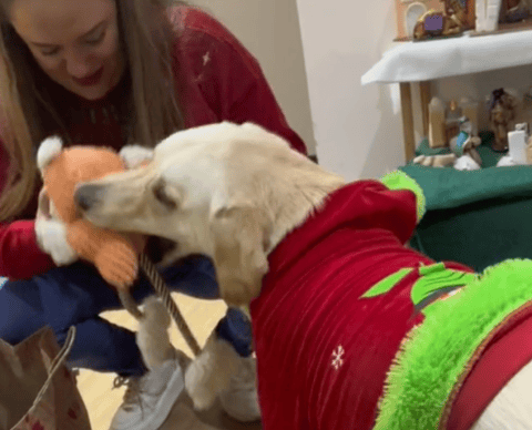 En video: la tierna reacción de un perrito al recibir su regalo de Navidad