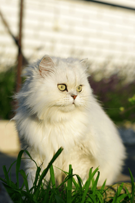 ¿Qué debes saber antes de tener un gato persa en casa?